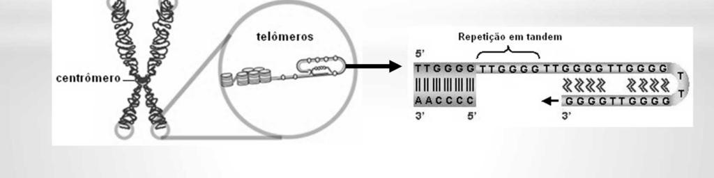 Os cromossomos normais têm um só centrômero, o qual é visto ao microscópio como uma constrição primária, a região em que as cromátides-irmãs estão unidas.