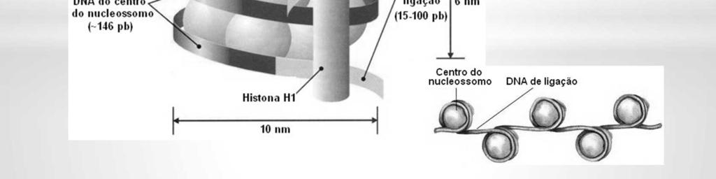 O nucleossomo é uma partícula de forma cilíndrica achatada, com 10 nm de diâmetro e 6 nm de altura.