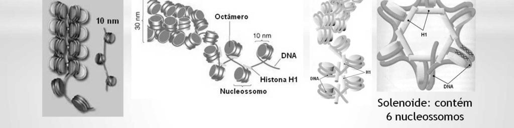 Com essa organização, o DNA de ligação não é mais observado na fibra de 10 nm.