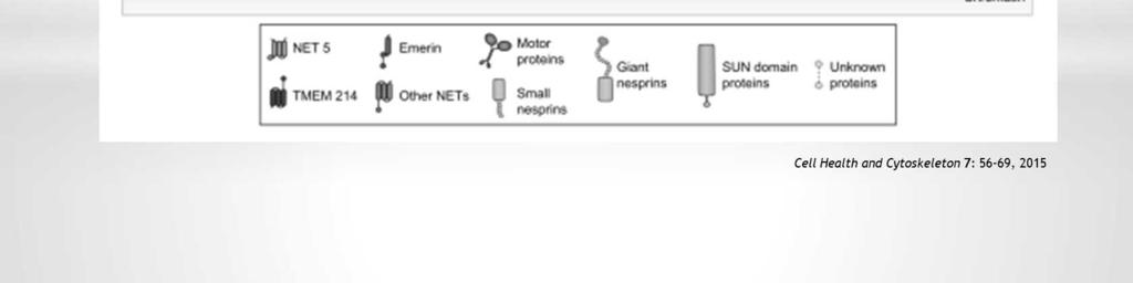 A proteína Nesprina na membrana nuclear externa (ONM, do inglês outer nuclear membrane) liga direta ou indiretamente os três principais sistemas de filamentos citoplasmáticos (da esquerda para a