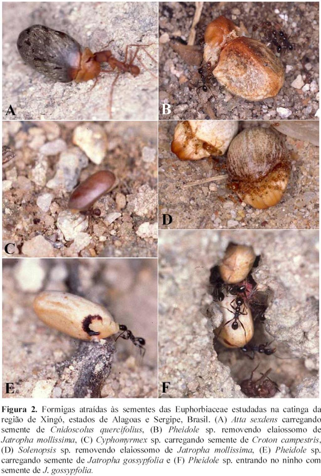 ECOLOGIA ANIMAL BIE 315 Mutualismos Dispersão de sementes por formigas na Caatinga Fonte: Leal (2003) e Leal