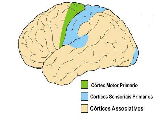 GNOSIA: capacidade de percepção e identificação das informações que chegam as áreas sensoriais associativas