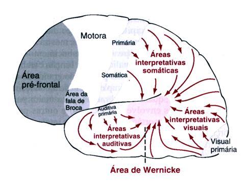 Áreas de Wernicke e de Broca Área de Wernicke Área associativa auditiva. Compreensão da linguagem falada.