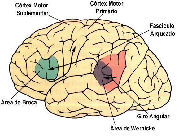 A área de Broca situa-se anteriormente a área motora primária que controla a face, lábios e a língua.