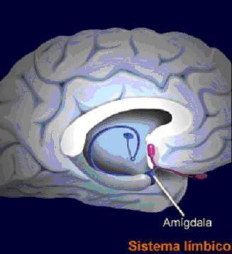 A amígdala é responsável por armazenar memórias emocionais Ela também associa as situações atuais com as situações passadas. Essas associações são denominadas de emoções precognitivas. (LeDoux).