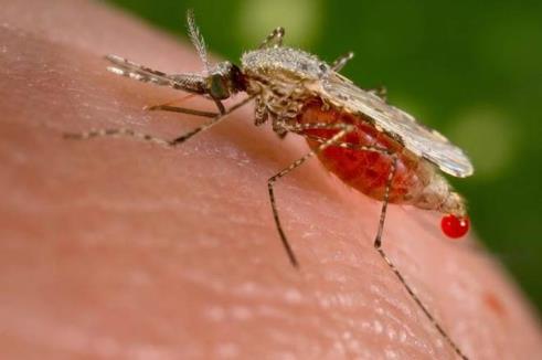 ÍNDIA Mais de 200 morrem de malária e dengue em 4 anos em Maharashtra Maharashtra foi responsável pelo maior número de mortes por dengue no país e