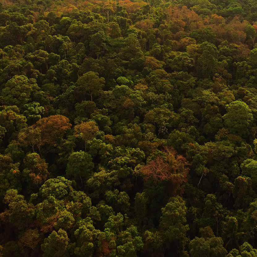 DEPOIMENTOS DE PARCEIROS A Floresta Nacional de Carajás é uma Unidade de Conservação Federal de gestão do Instituto Chico Mendes de Conservação da Biodiversidade - ICMBio.