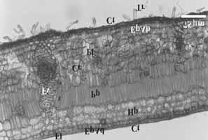 Secções transversais da lâmina foliar de Pimenta pseudocaryophyllus - região internervural e