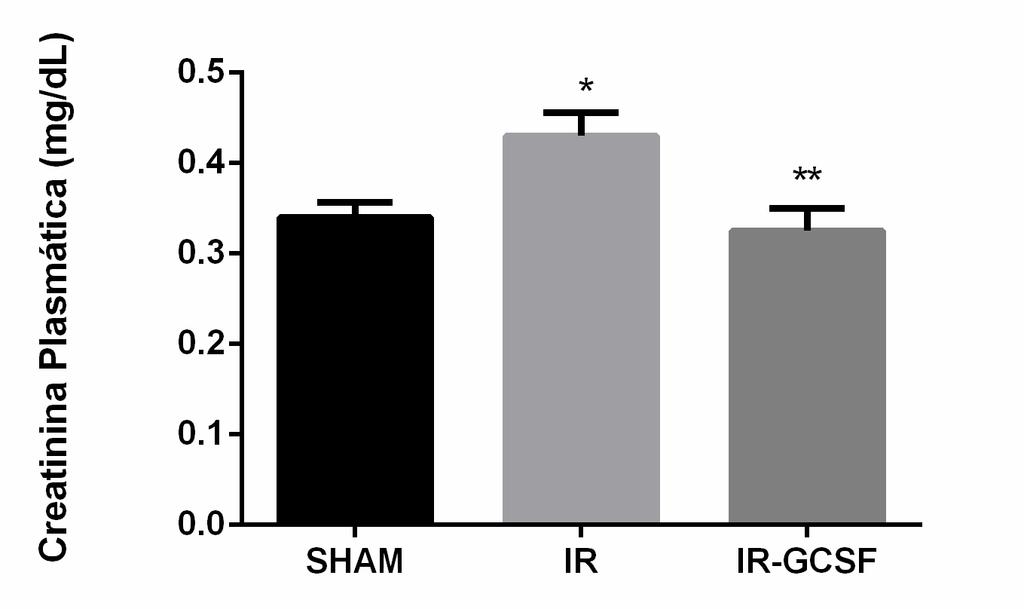 Os valores médios de cretinina plasmática foram de 0,34 mg/dl ± 0,016; 0,43±0,026 e 0,33±0,025 para os animais dos grupos SHAM, IR e