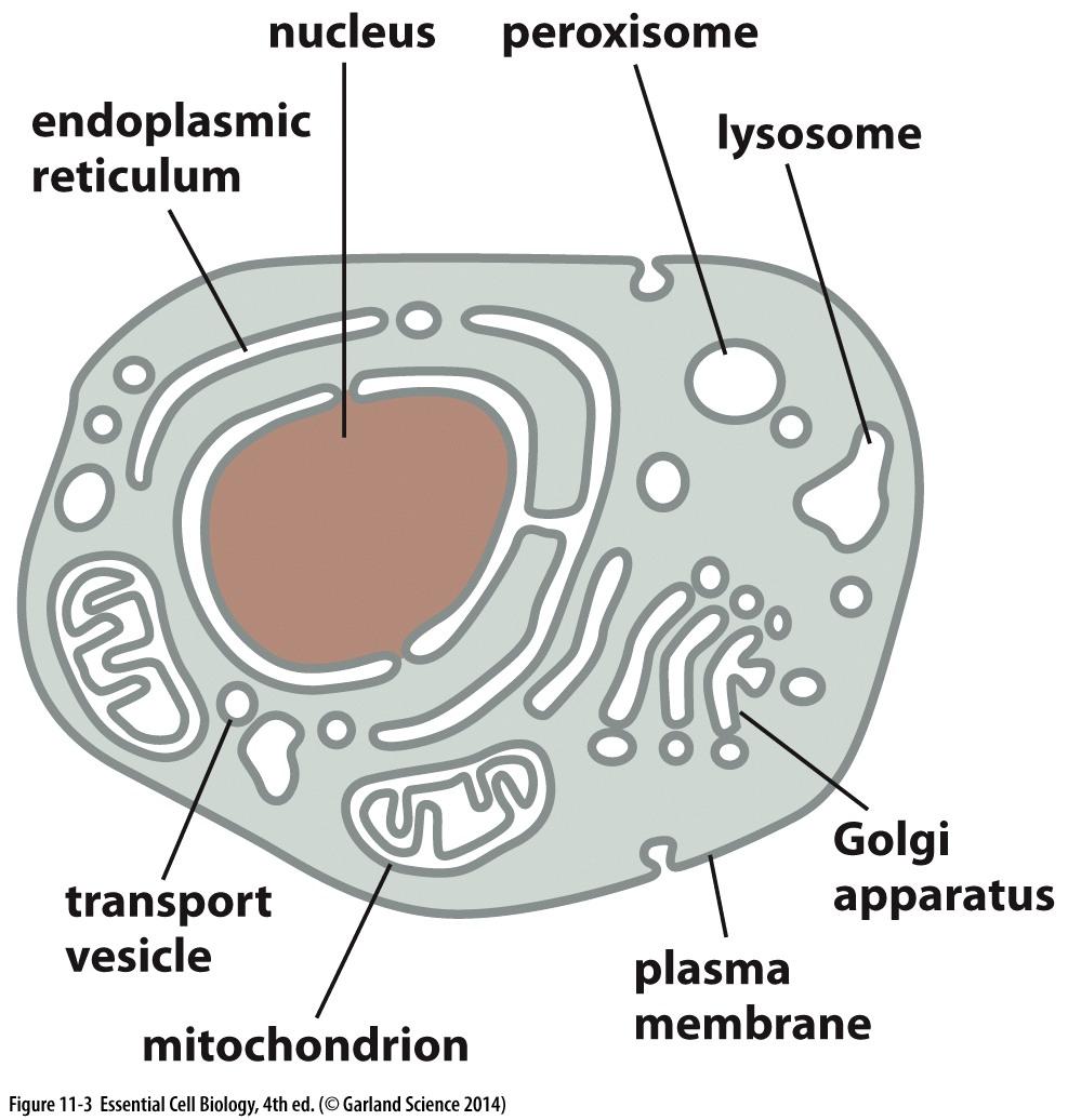 Todas as células são circundadas por uma membrana plasmá;ca! - Barreira semipermeável (separa, protege componentes químicos celulares do ambiente externo à célula).