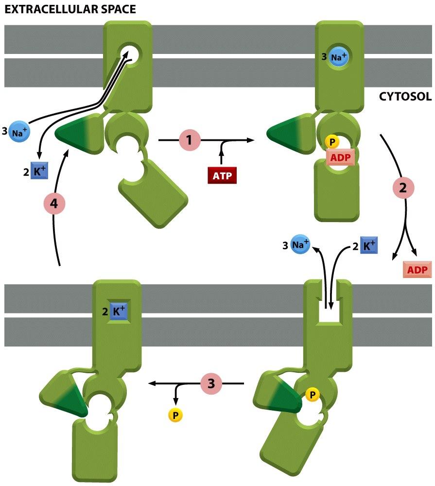 Os íons Na+ se ligam na porção citosólica do transportador aavando seu domínio ATPase Com a hidrólise de ATP um grupo P e transferido ao transportador, A ligação a K + induz a