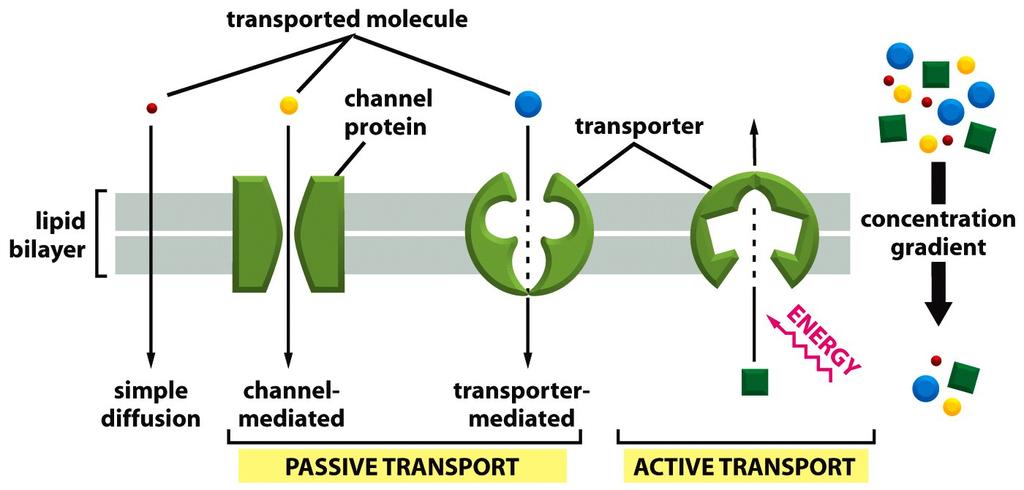 Modalidades de transporte através da membrana 1) Transporte passivo ou difusão facilitada