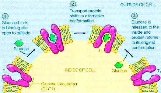 proteína transmembranar - cérebro: microvasos