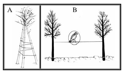 Bechara (2003) propôs a instalação de cabos aéreos, que ligam os poleiros de pinus anelado aumentando a área de deposição de sementes, devido ao pouso de aves sob o cabo.