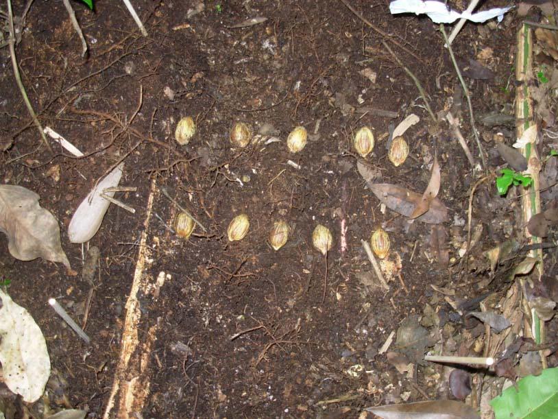 10 Figura 6. Disposição das sementes pós dispersas no solo livre de serapilheira, demarcado por estacas de madeira (autora: Natalia Serrano).