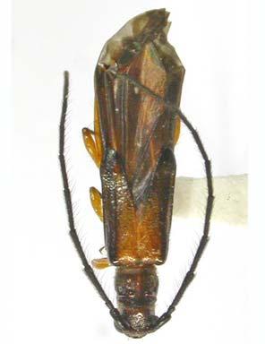 Novos táxons de Cerambycinae (Coleoptera,