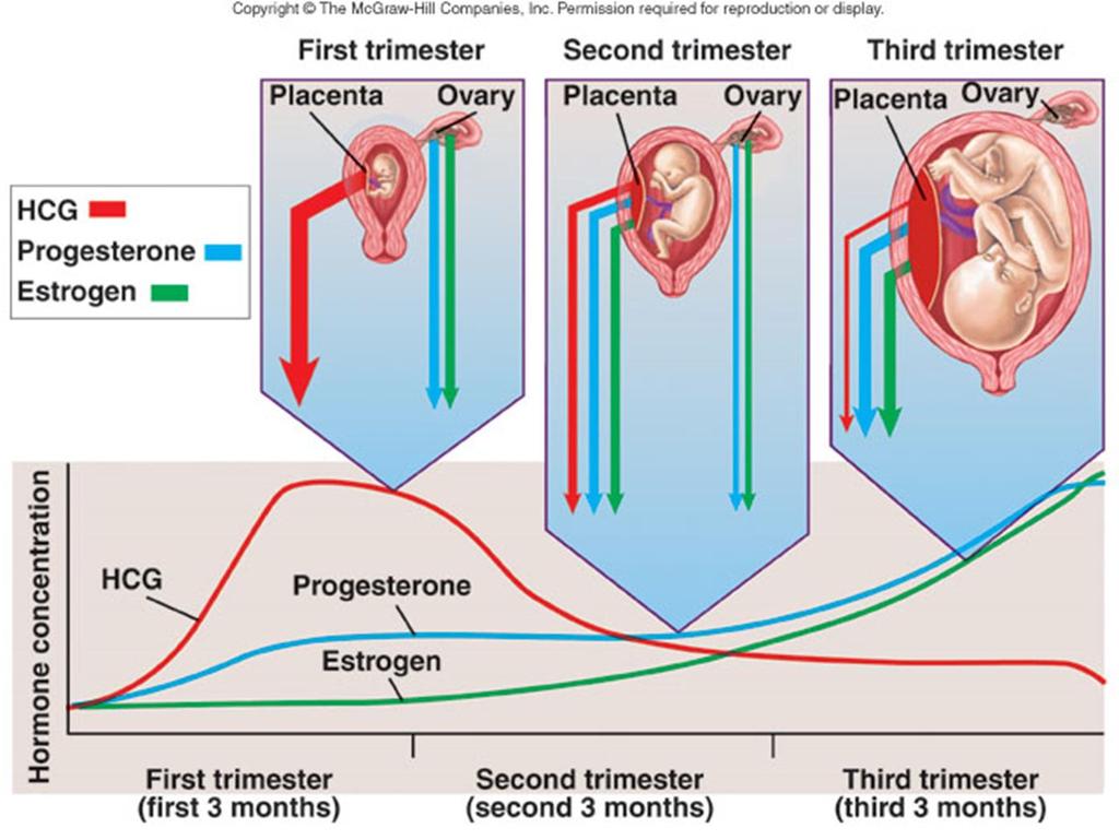 Resumo das alterações hormonais -Início da gravidez alta produção de HCG;