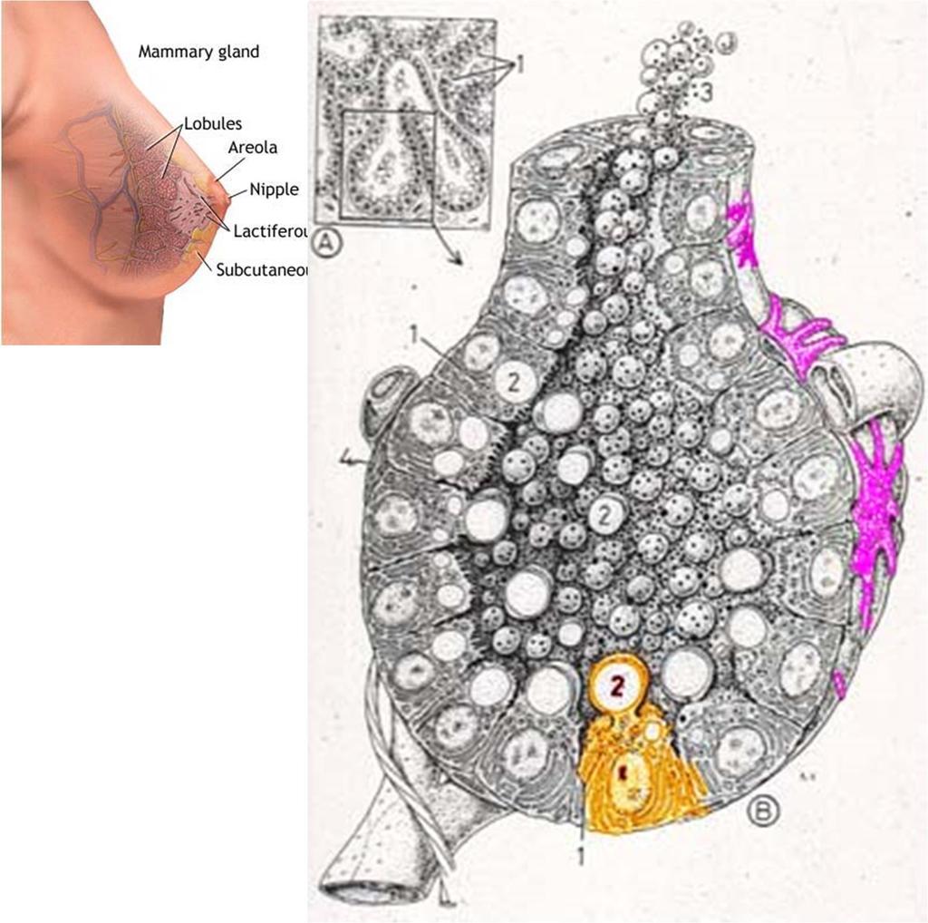 Ácino Alvéolo (ou ácino) da mamário glândula mamária Células mioepiteliais Luz do ácino mamário Exocitose de grânulos