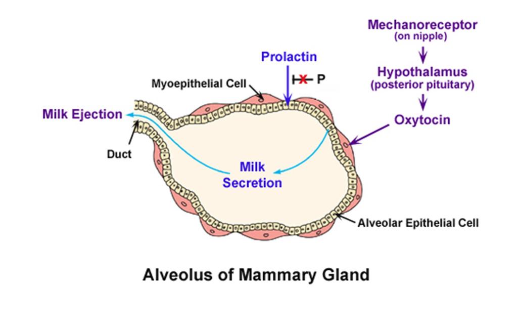 Alvéolo (ou ácino) da glândula mamária P: a