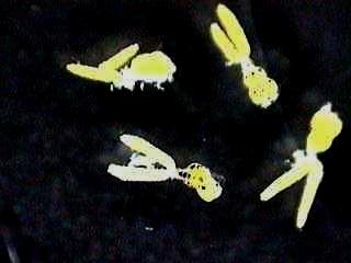 INTRODUÇÃO Boxshall & Montú (1997) elaboraram um manual para a identificação dos microcrustáceos, juntando todos os registros de copépodes parasitas de peixes marinhos do Brasil.