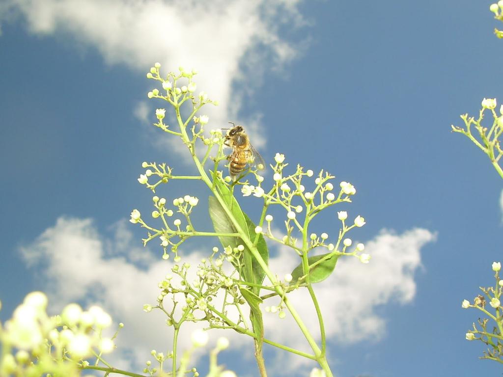 12 SAF Apícola: sistema agroflorestal integrando abelhas melíferas disponibilidade de néctar e de pólen às colônias na qualidade de insumos provenientes da agrofloresta (Figura 2). Foto: L.F.Wolff Figura 2.