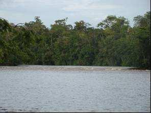 moradores e roças ao longo das margens do Rio Cupixi, sendo esta porção do rio a que sofre maiores impactos humanos, sofre habitats e espécies vegetais e animais.