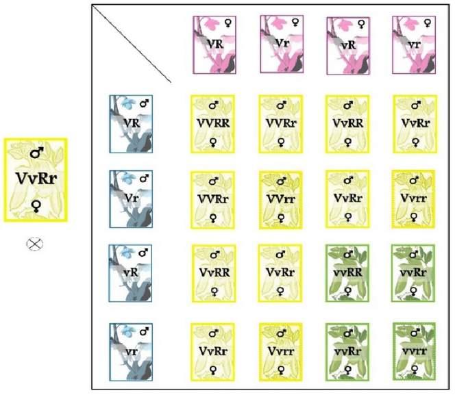 Genética na Escola ISSN: 1980-3540 Figura 2. Quadro de Punnett representando os genótipos e fenótipos descritos por Mendel e representados pelas cartas do baralho.