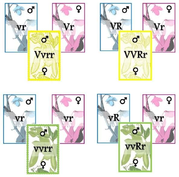 Genética na Escola ISSN: 1980-3540 Figura 3. Exemplo de 4 trincas formadas por cartas que representam: gameta masculino, gameta feminino e a progênie correspondente.