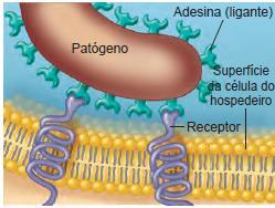 Fatores relacionados a adesão Geralmente é específica, dependente do reconhecimento bactéria-hospedeiro