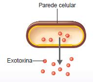 liberadas no meio Citotoxina Neurotoxina Enterotoxina