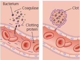 Produção de enzimas Enzimas Coagulase coagula o fibrinogênio no sangue, forma coágulo