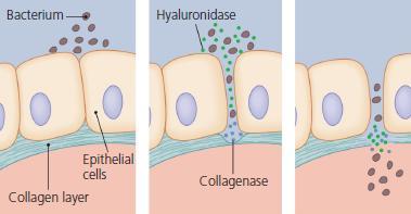 Produção de enzimas Colagenase hidrólise