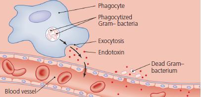 Endotoxinas Parte do LPS da parede celular das bactérias Gram-negativas.