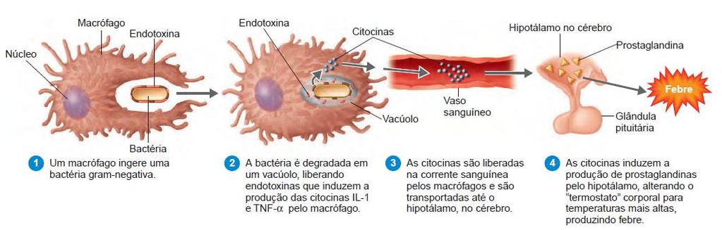 Endotoxinas e a