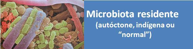 Microbiota Os microrganismos que habitam os diversos sítios anatômicos do corpo humano