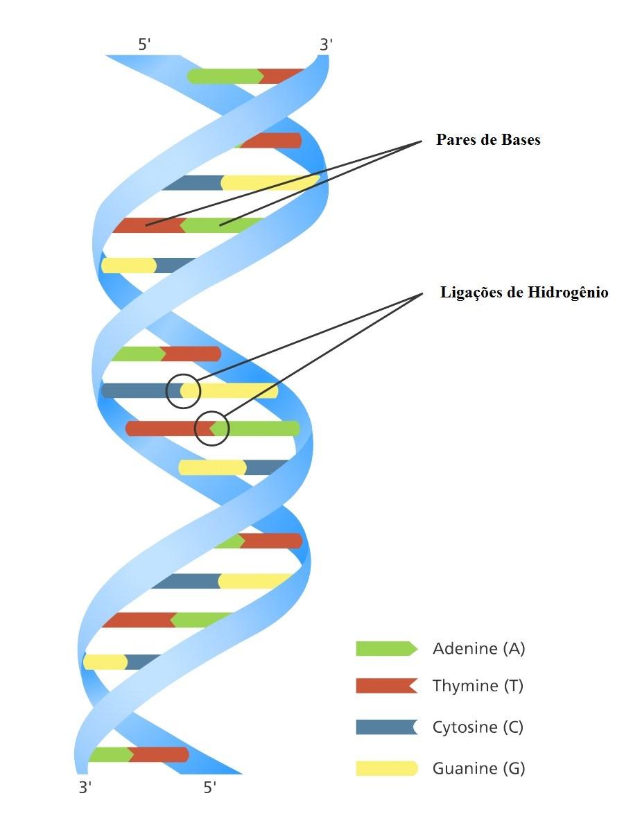 O que é DNA? DNA ou ácido desoxirribonucleico é uma molécula longa que contém nosso código genético exclusivo.