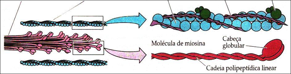 Contração do Músculo Esquelético Na miofibrila os filamentos de actina e miosina sobrepõem-se.