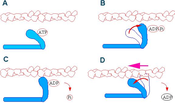 Fonte: http://www.bms.ed.ac.uk/research/others/smaciver/cycle.gif Contração do Músculo Esquelético Para romper a ligação da cabeça da miosina com a actina é necessário ATP (parte A).
