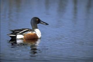 Impactos ambientais dos combustíveis Impactos na fauna fósseis -Alterações no ecossistema causadas pela