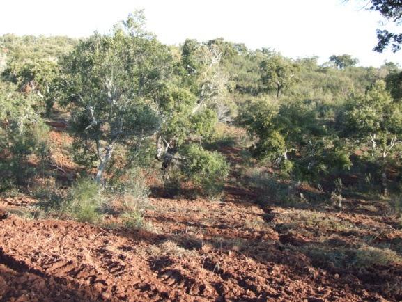 matos Manutenção das linhas de drenagem