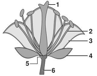 13ª Questão: Para que ocorra a fecundação das angiospermas, é necessário o transporte dos grãos de pólen de uma flor até o estigma da outra flor.