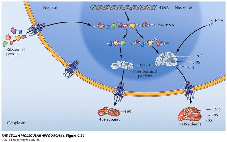 BIOGÉNESE DO RIBOSSOMA Grande Subunidade Pequena Subunidade Associação de proteínas ribossomais com a molécula de rrna 5S mais as moléculas de rrna 5.