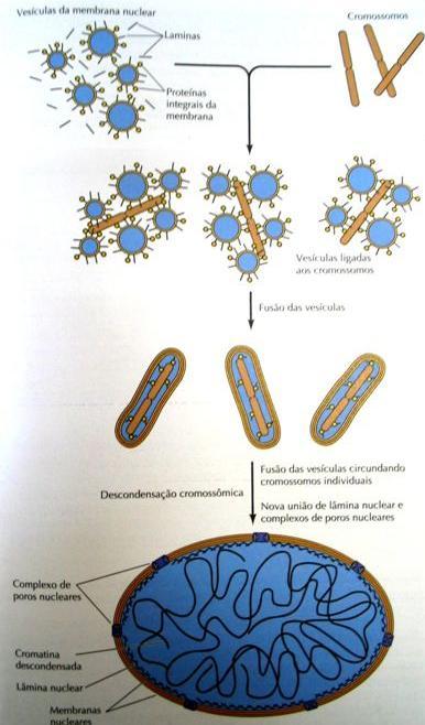 LÂMINA NUCLEAR FORMAÇÃO DO NUCLÉOLO I. Ligação das vesículas à superfície dos cromossomas; II.