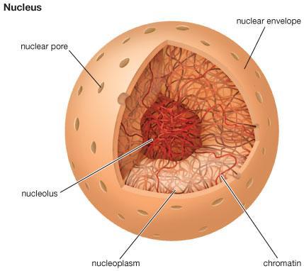 NUCLEOPLASMA Gel altamente viscoso; Contém os vários componentes celulares, como a