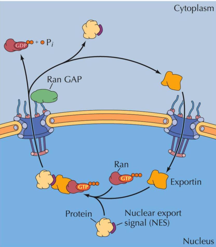 TRANSPORTE NO PORO NUCLEAR SENTIDO NÚCLEO CITOPLASMA Proteína alvo + exportina + Ran associada ao GTP = passagem através do complexo de poros nucleares para o citoplasma; Formação