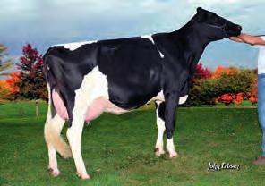 TANGO MR WELCOME HILL TANGO-ET TOUCH MY-JOHN TOUCH-ET HILL x COLBY FRANK x PLANET PAI: LOTTA-HILL SHOTTLE 41-ET MÃE: MS WELCOME COLBY TAYA ET TY MB-88, EX-SM, DOM 1-10 3X 365D 18.706L 3.3 615G 3.