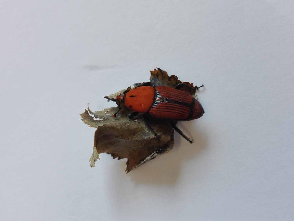 BICHOS Já sabemos que o Escaravelho Vermelho apareceu na Ásia pela primeira vez, foi à Índia, África, Europa e chegou a Portugal pela primeira vez em