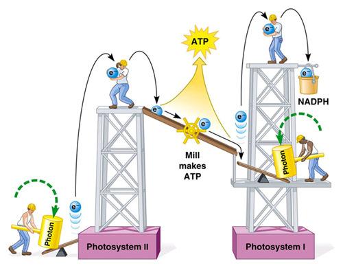 reações endergônicas reações exergônicas 3 ps* Esquema Z O acoplamento dos dois fotossistemas se dá através de uma cadeia