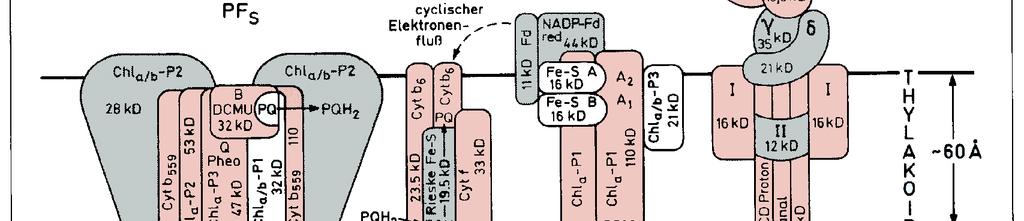 Origem dos componentes da membrana dos tilacóides vermelho: codificado no