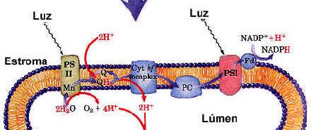 Fluxo de Elétrons Acíclico e Foto-fosforilação cadeia de transporte de elétrons fluxo de e - fluxo de H + PSI - fotossistema I PSII - fotossistema II Q -